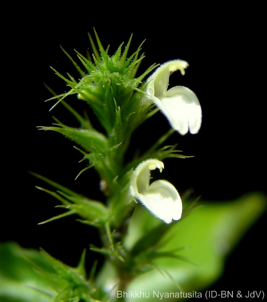 Monothecium aristatum (Nees) T.Anderson